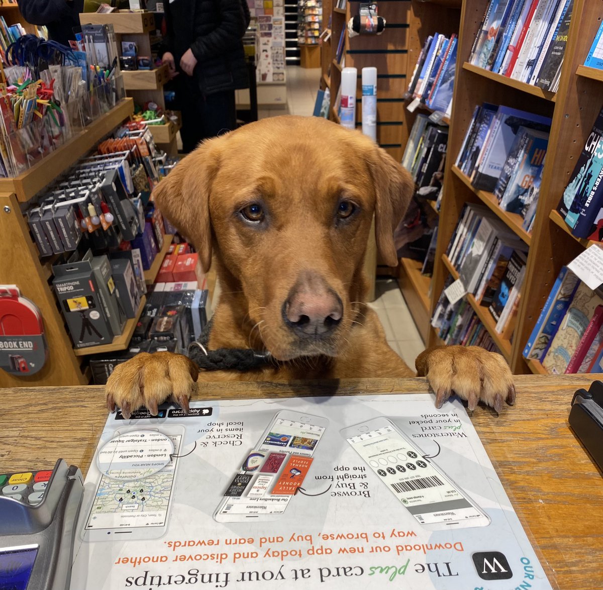 Meet the adorable Munro! He's such a well-behaved pup, got a treat from us for being such a good boy while his human picked out some books. 🐶📚

#dogsinbookshops
#waterstones
#aviemore 
#dogs