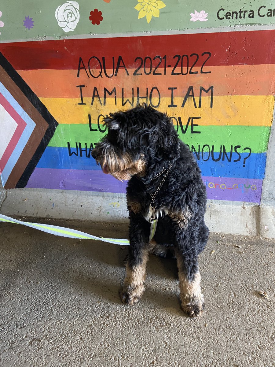 pepperjaneblue's tweet photo. “I am who I am” says Stevie the Bernedoodle. https://t.co/HnzJ5fiEJh