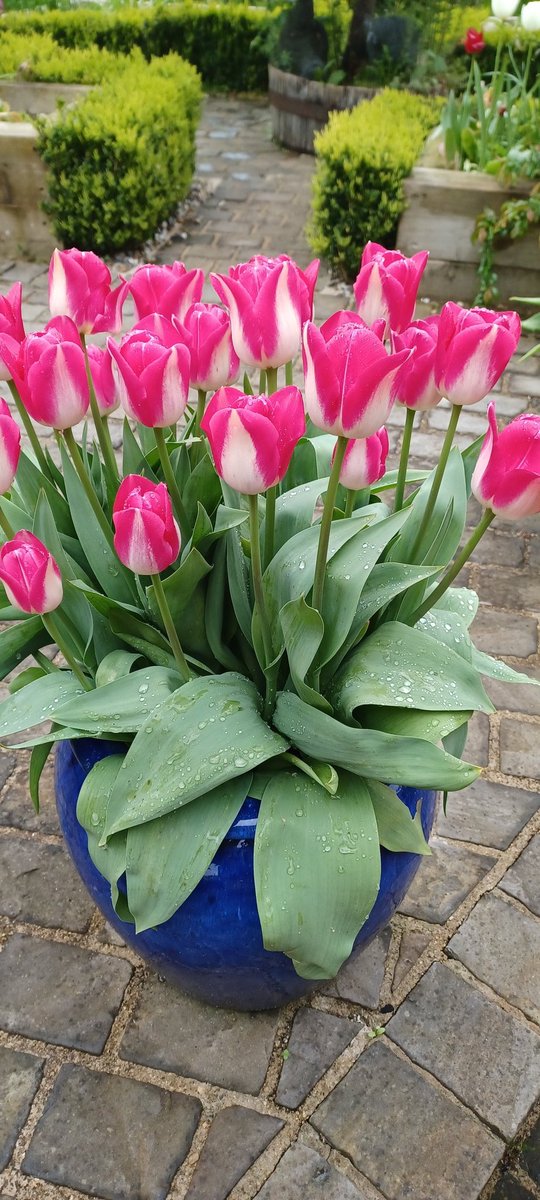 Love these tulips! Magnificent show this year.