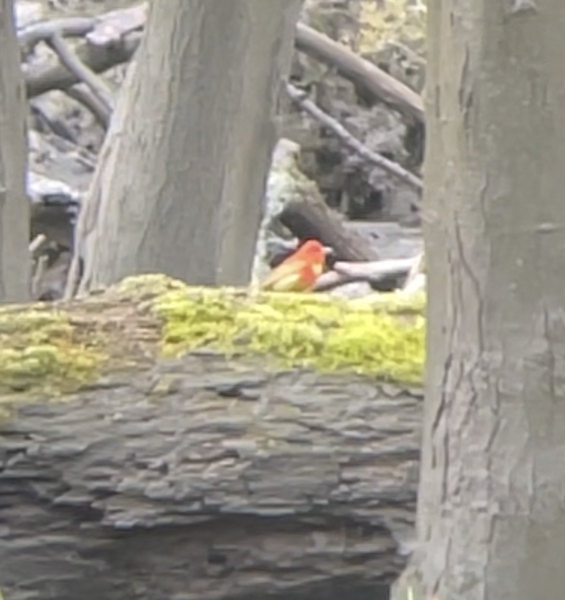 robertgstreit's tweet photo. Saw a summer tanager today at Detroit’s Eliza Howell park! https://t.co/gL0pT0gsxu