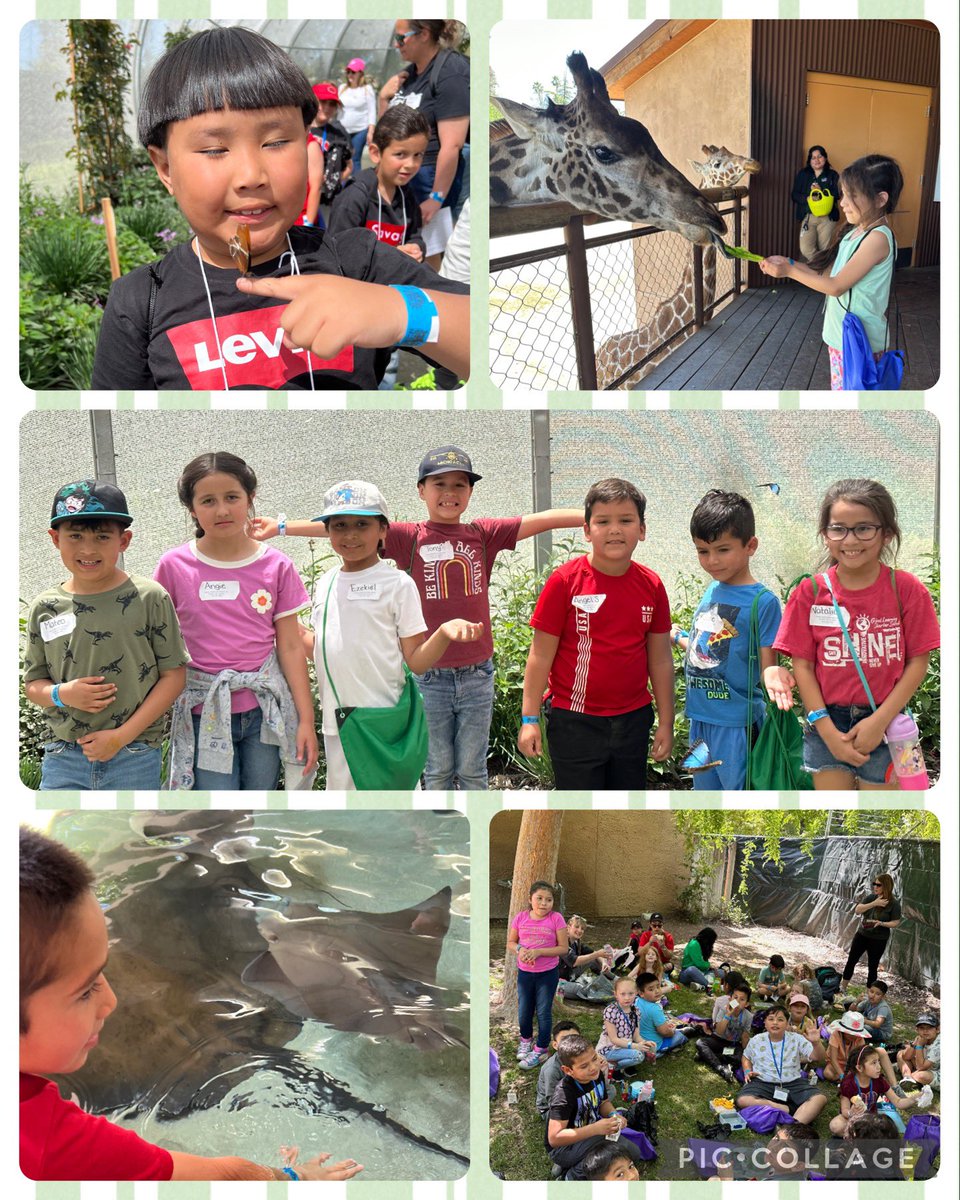 A fabulous day of learning at the <a href="/FresnoZoo/">Fresno Chaffee Zoo</a>! Gr 1/2 students deepened their understanding of life sciences &amp; culminated their study of life cycles at the #butterflyexhibit! Thanks to our PTSA for making it possible! <a href="/CaliforniaPTA/">CaliforniaPTA</a> <a href="/visaliausd/">Visalia Unified School District</a> #1VisaliaConnected