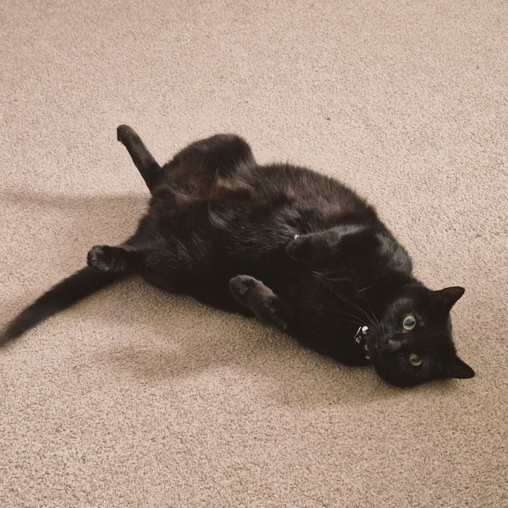 Apar3cium's tweet photo. Feeling relaxed Gizzy? #CatsOfTwitter https://t.co/nDiLJpRXxO
