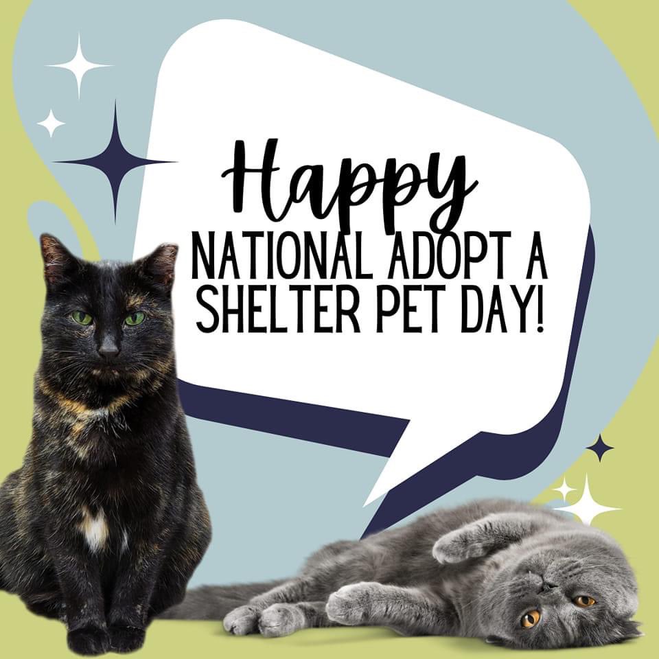 Happy National Adopt a Shelter Pet Day! Show your love and support by sharing a picture of your adopted shelter pet in the replies! 🧵

#NationalAdoptAShelterPetDay #AdoptAShelterPetDay #AdoptAShelterPet