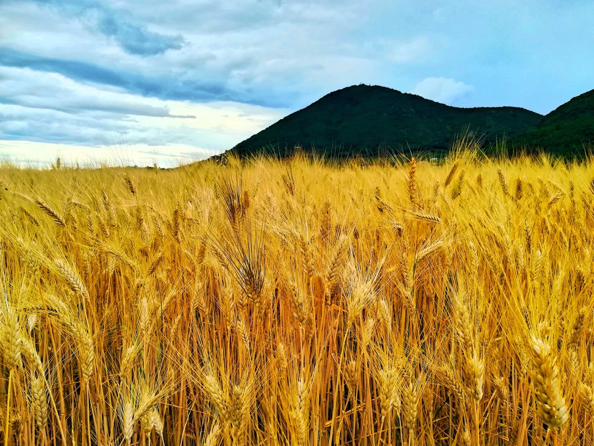 FloraGreenFauna's tweet photo. #campiagricoli #passeggiata #natura #veneto #naturephotography #naturelovers #walk https://t.co/yhBW0gAtft