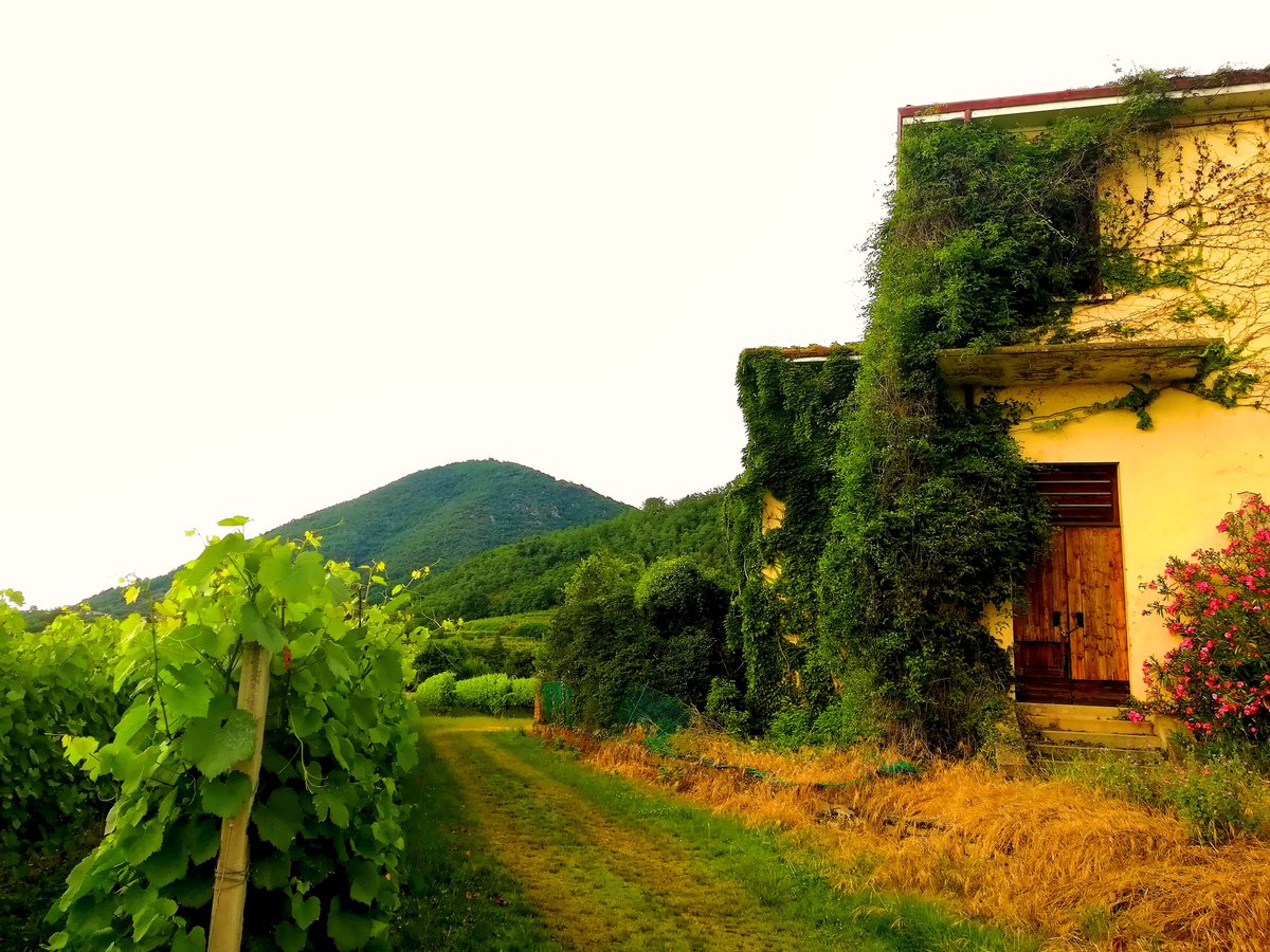 #campiagricoli #passeggiata #natura #veneto #naturephotography #naturelovers #walk