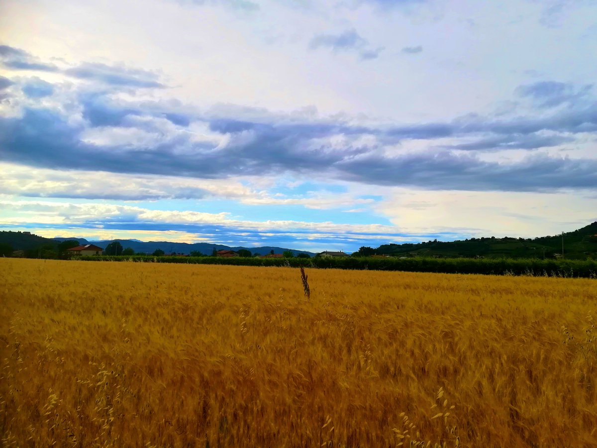 FloraGreenFauna's tweet photo. #campiagricoli #passeggiata #natura #veneto #naturephotography #naturelovers #walk https://t.co/yhBW0gAtft