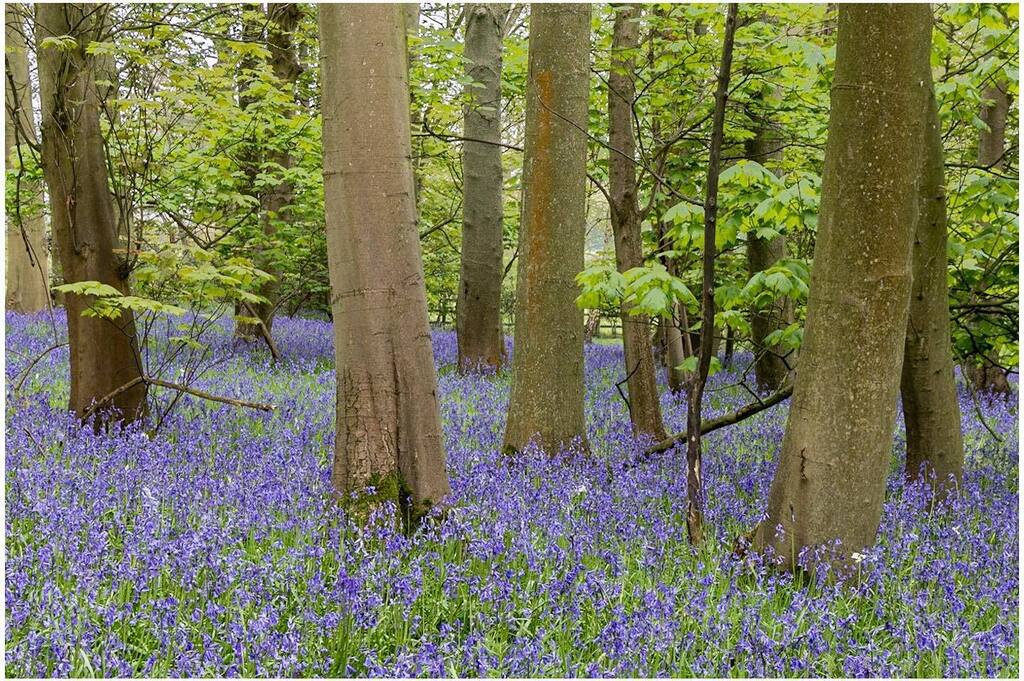 TimFPindar's tweet photo. Bluebells are very tricky to photograph well and we didn’t get good light this morning, so this was mainly for composition practice 

#bluebells #bluebellseason #bluebellwoods #bluebellwood #woodland #woodlands #woodlandphotography https://t.co/iss7XhahrY https://t.co/heHnyFpZpE