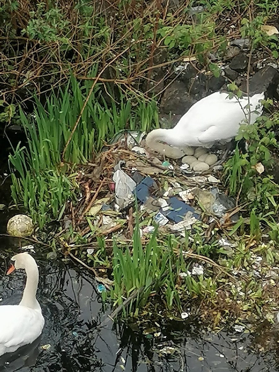 Not far from the <a href="/SeneddWales/">Welsh Parliament</a> a Swan nests amongst the rubbish. It's partner was seen searching for natural resources amongst the rubbish in the water. <a href="/IoloWilliams2/">Iolo Williams</a> is there anything that can be done? She's on quite a few eggs. It was too far down to clear the water surrounding