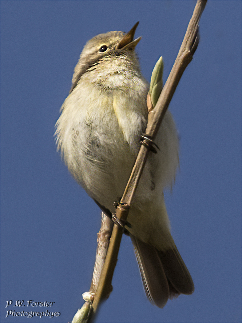 paul230156's tweet photo. Chiffchaff in song Bowsfield Recent 4 Cetti s also
@teesbirds1 @WhitbyNats @clevelandbirds @teeswildlife @DurhamBirdClub @TeesmouthNNR @RSPBSaltholme @YWT_North @YorksWildlife @NTBirdClub @WildlifeMag @_BTO #localbird #7dmk11 #ukbirds https://t.co/3QeBwQVfdx