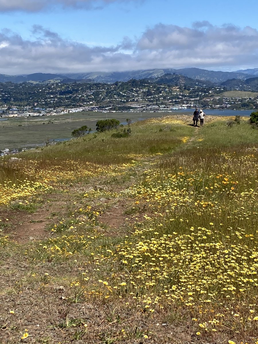 #Marin county #superbloom @marinparks
