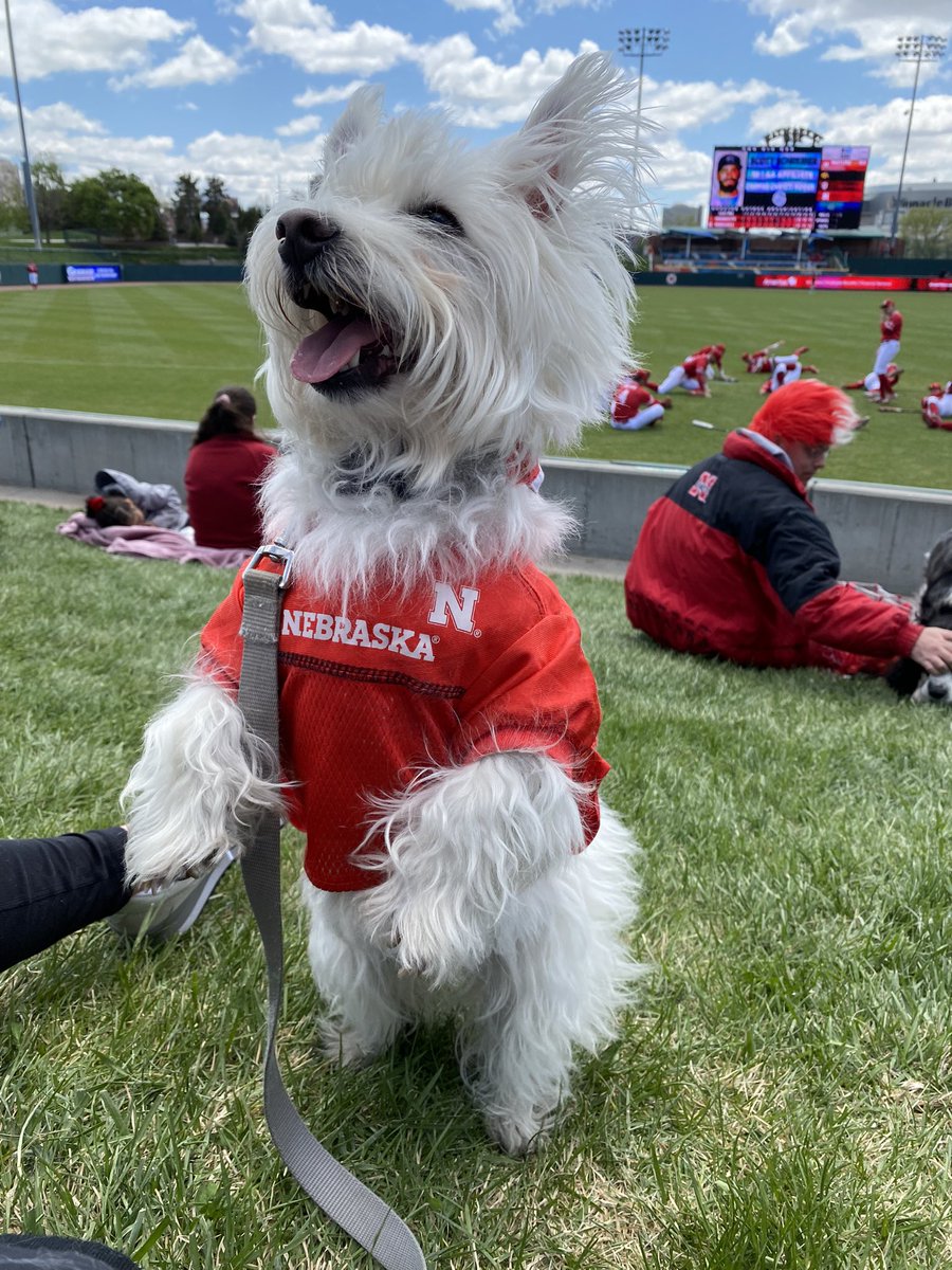 B1GHawk1's tweet photo. Top dog @ Bark in the Park!  GBR
#Huskers 
#prettiest
#rootingfor1 https://t.co/nqv22bClRq