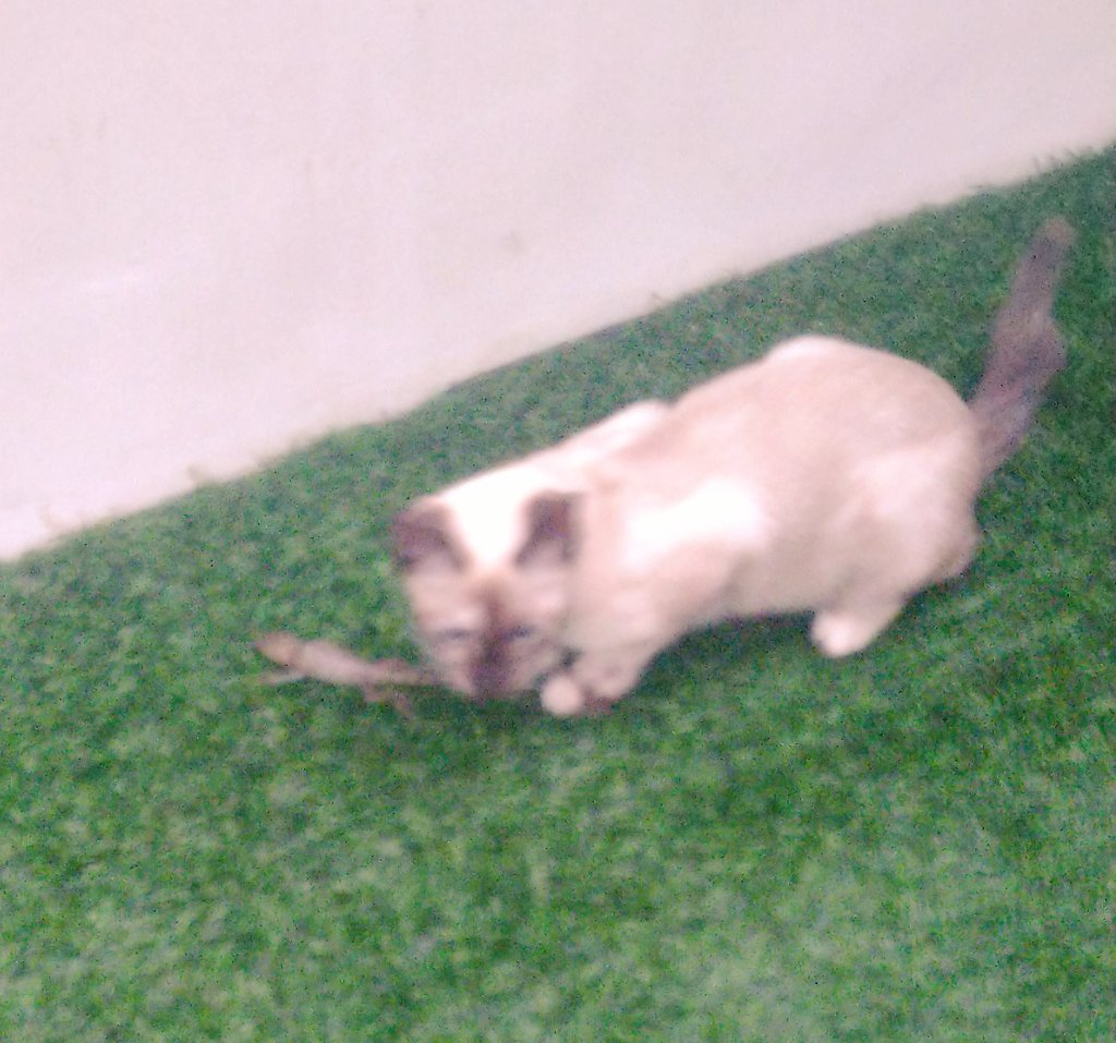Turd18171614's tweet photo. Nah not my cat playing with dying lizard😭💀
#my #cat #playing #with #dead #lizard https://t.co/fHgX9DdD2x