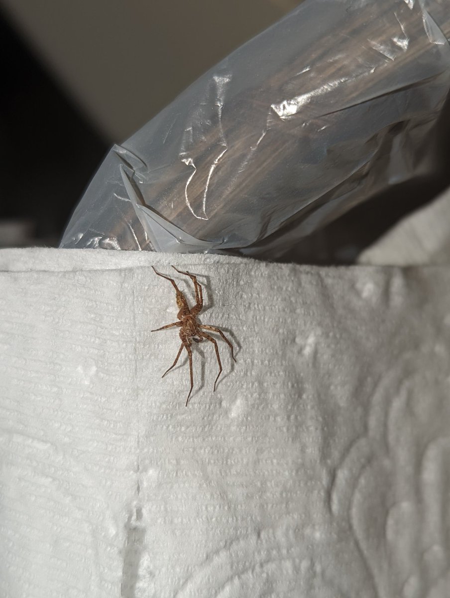 Bird Motif tweet media