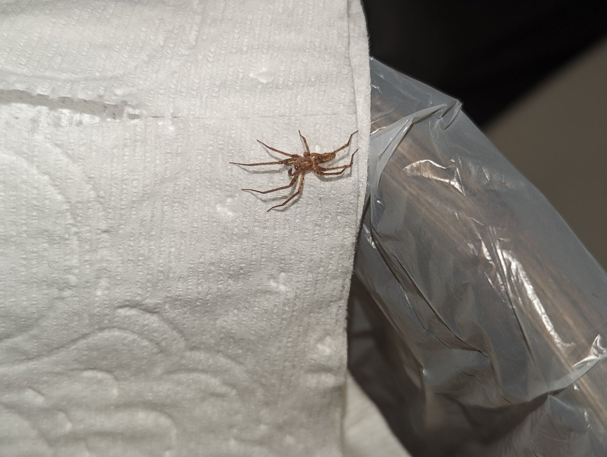 Bird Motif tweet media