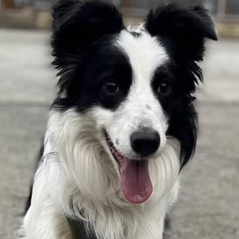 Please retweet, SPECIAL APPEAL to help Cornflake find a home #LANCASHIRE #UK
Border Collie aged 3. Sadly she has been returned to the shelter. Cornflake is blind and needs an experienced adult home as the only pet. 
Please give an extra retweet🌟
DETAILS  
bleakholt.org