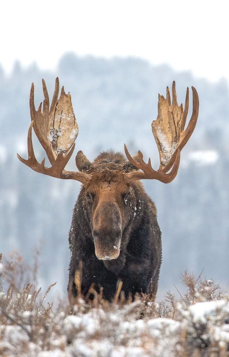 ClickCreate.io tweet media