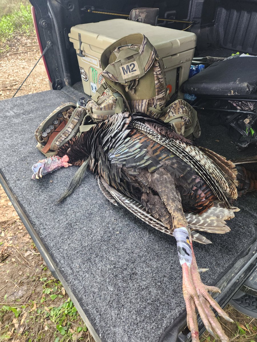 Finally, 1st turkey!  Have hunted them on and off over 30 years. Really got into it the last 3 years since my boy has wanted to go.
19LBS  11-1/4' BEARD  1' SPURS
#LONGBIRD 
@TheHuntingPublic @TethrdNation