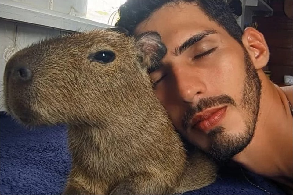 WildlandFirefig's tweet photo. Agenor Tupinambá es un "influencer" brasileño. Estos días se ha desatado una enorme polémica respecto a su actitud. Agenor lleva años mostrando su vida con un capibara que cuida (según relata él) desde que se lo dieron unos indios siendo una cría. https://t.co/7mSJmsKc24