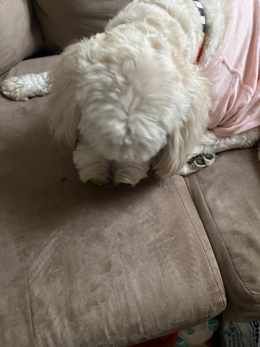 AppleTheCreator's tweet image. HAPPY KOYA DAY!!!! #Koya_Third_Win #MyShiningStar #SpringStar