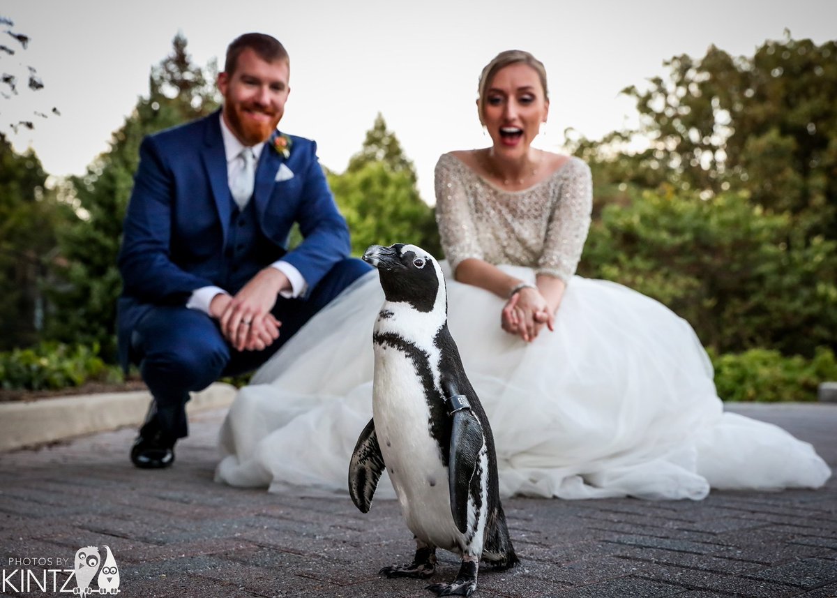 Say 'I do' at the Zoo! We offer the perfect setting for your intimate #elopement or #microwedding, plus the option to have a special, well-dressed guest. 🐧
➡️ shorturl.at/FSTZ1