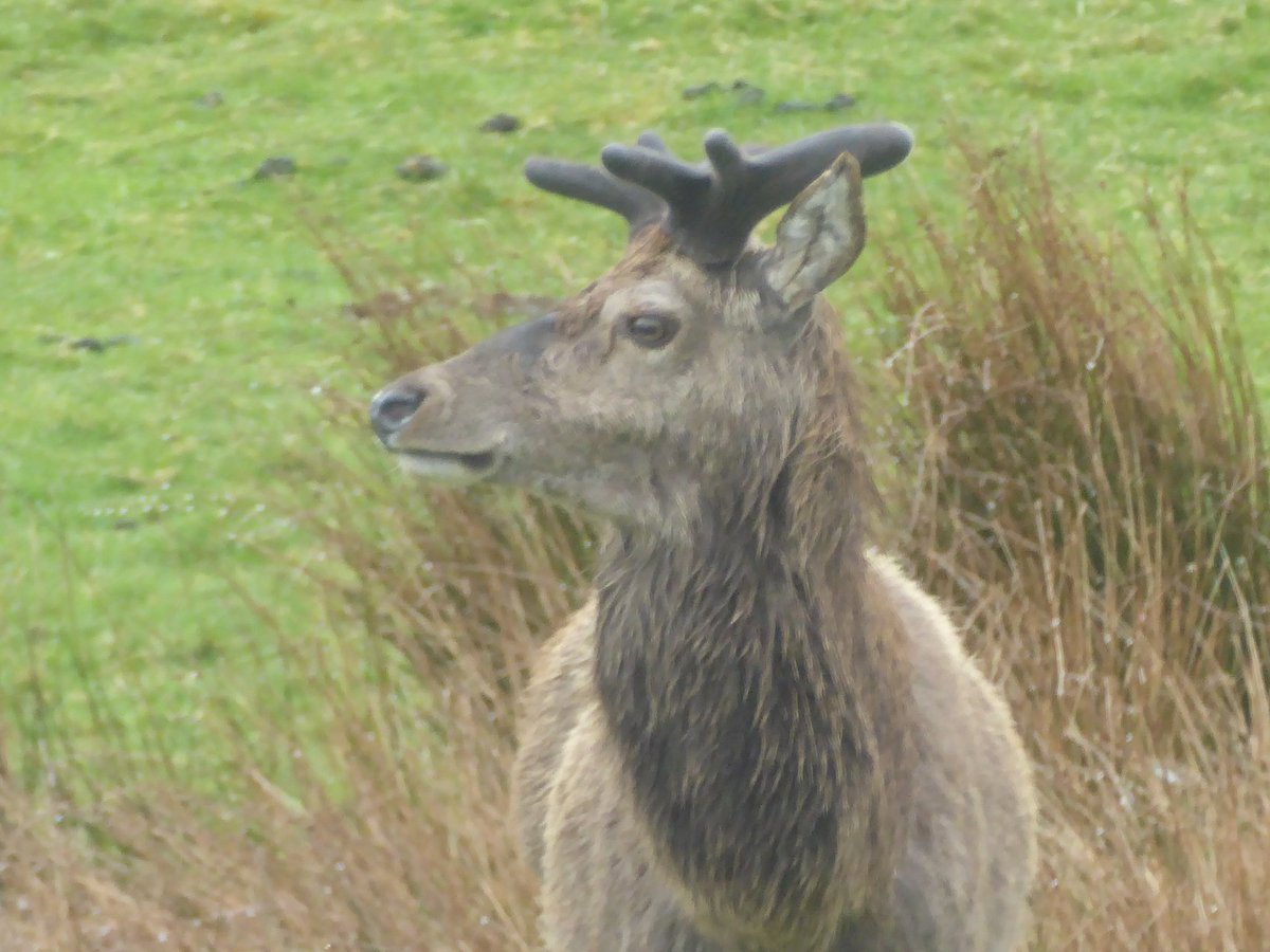 Today's visitor in the lambing field #reddeerstag #crofting