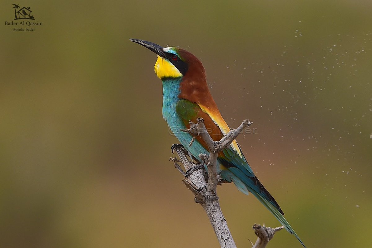 الحالة : مهاجر 

وروار أوروبي
European Bee-eater
Merops apiaster

 #المركز_الوطني_لتنمية_الحياة_الفطرية 
#السعودية #طيور_السعودية #محمية_الملك_عبدالعزيز_الملكية 
#birds #تصويري #saudi_birds #طيور #هشتاق_السعودية #Meropsapiaster 
#صديق_المحمية #وروار