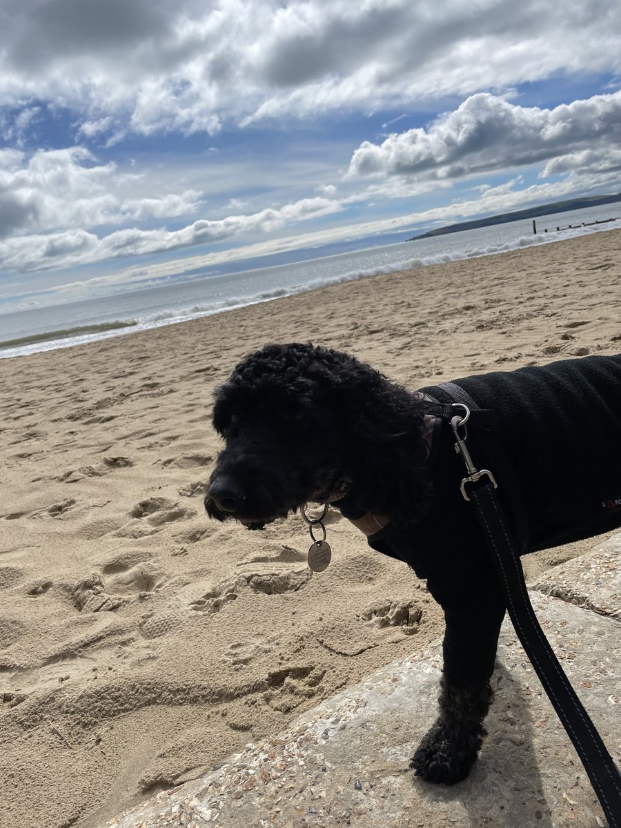 LittlePawsVIP's tweet photo. @otisbrunosykes enjoying a beach walk https://t.co/QDpaETrXaL