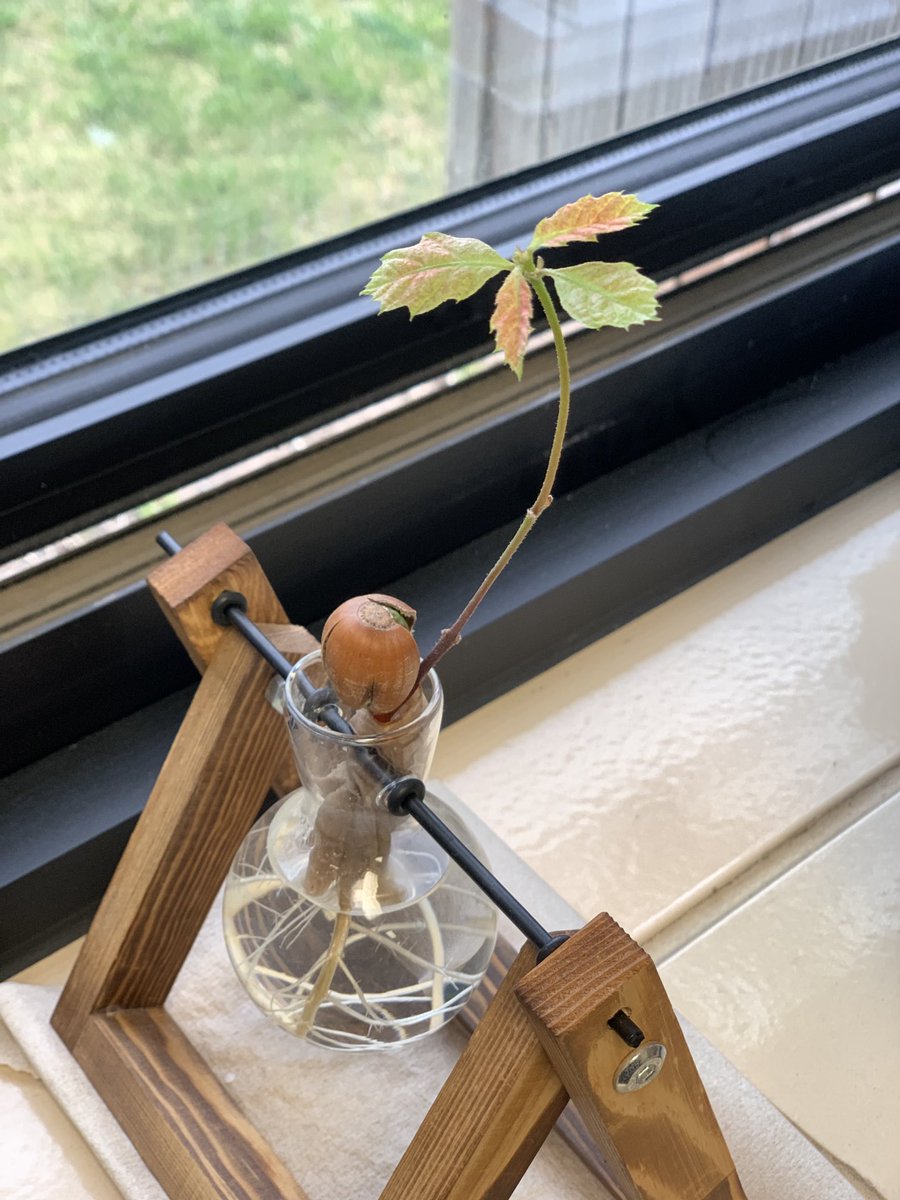 I’ve been growing this little oak tree from an acorn hydroponically on my desk at school. Today it put out some color! 🌳☀️