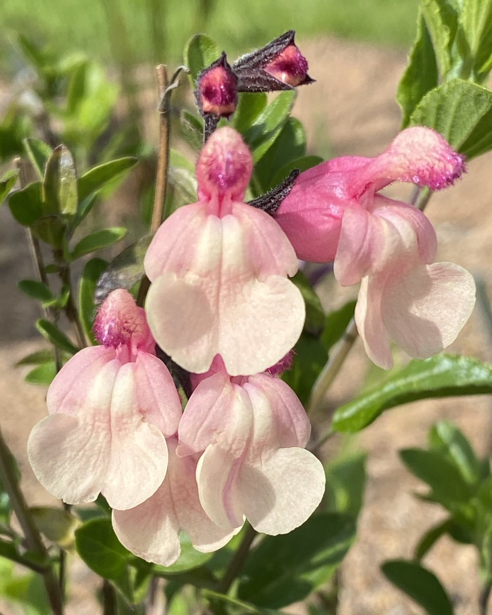 Salvia Strawberries and Cream - for the benefit of Vanessa this is one of the many non alpine gems on the #sandbed