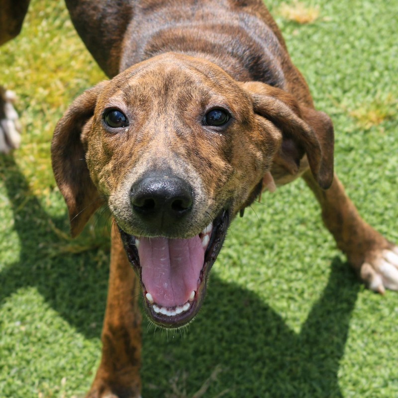 HSNEGA's tweet photo. We can’t get enough of Walt’s adorable smile! This l dude is so happy-go-lucky yet so calm for a puppy. Come meet this brindle beauty and show him what FURever looks like💚 https://t.co/14ZUtmUKbH