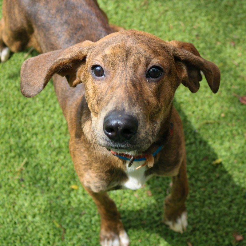We can’t get enough of Walt’s adorable smile! This l dude is so happy-go-lucky yet so calm for a puppy. Come meet this brindle beauty and show him what FURever looks like💚