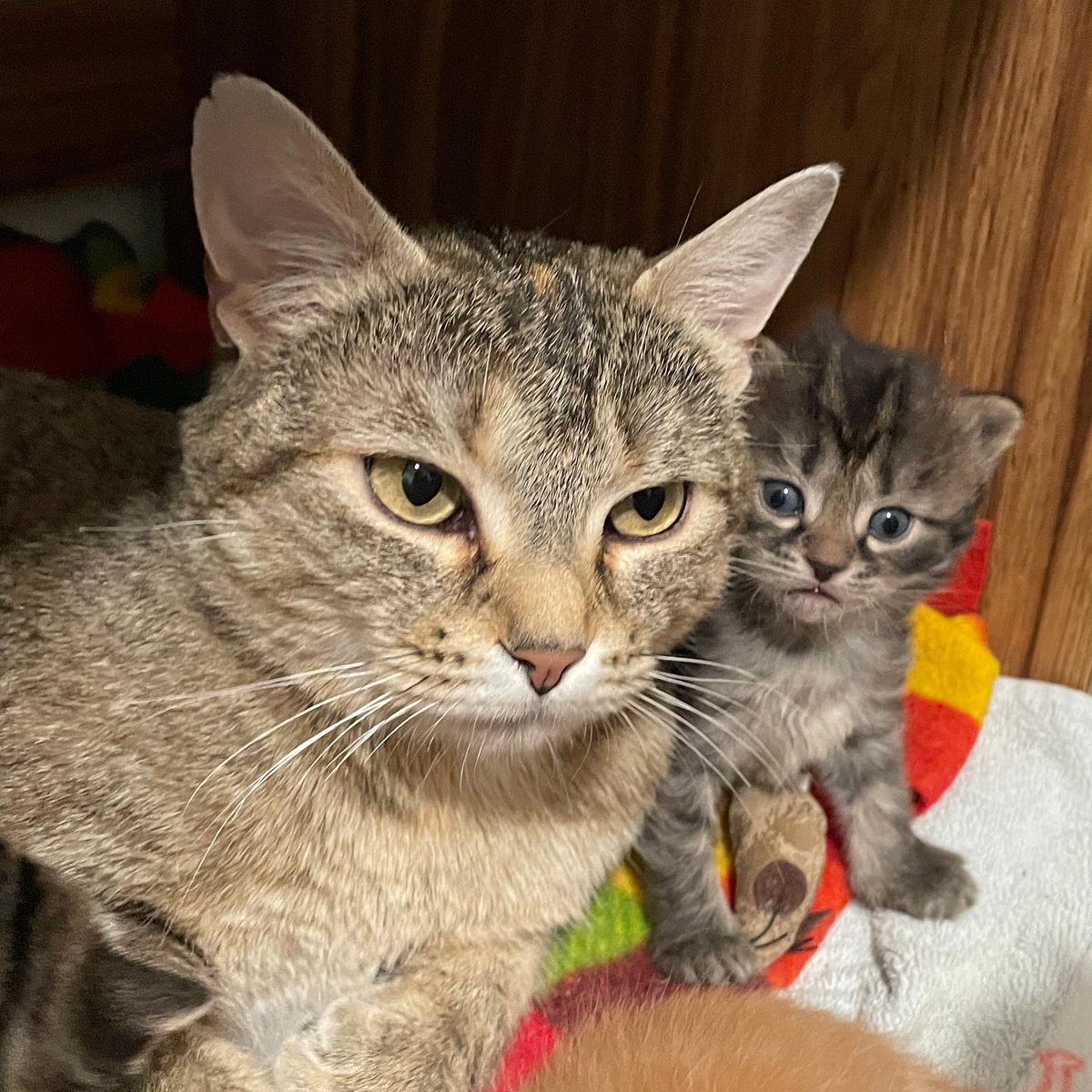 NFLQuotesMemes's tweet photo. RT LoveMeowdotcom "Kind people went back to find the mother of a kitten. As it turned out, the cat had more kittens to feed. Full story: https://t.co/keBorVF5lm https://t.co/7yqt8zao2Y"