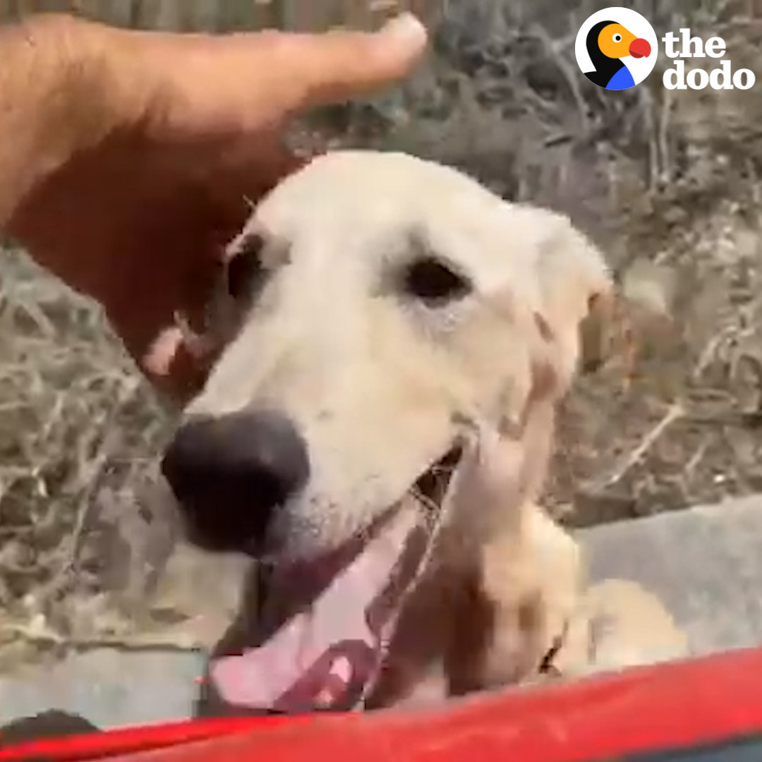 The Dodo On Twitter Stray Dog Runs Up To A Car And Asks To Be Rescued 