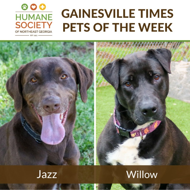 Jazz and Willow were the Pets of the Week at the Gainesville Times this week!