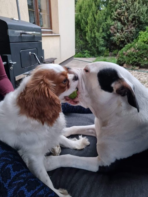 🐶❤️🐶 https://t.co/5m1frhRBhB