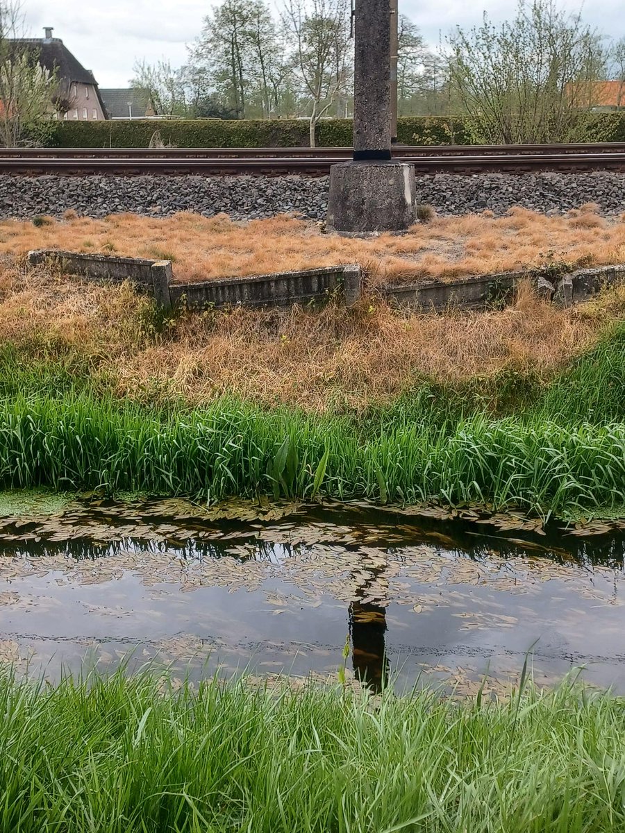 Plattelander14's tweet image. #Bufferstroken om het water schoon te houden? Dat geldt alleen voor #boeren, niet voor @NS en @ProRail. Die mogen wel #glyfosaat gebruiken naast een sloot🤫. Ach ja, de #overheid legt toch al het vervuilde water op het bordje van de boer....