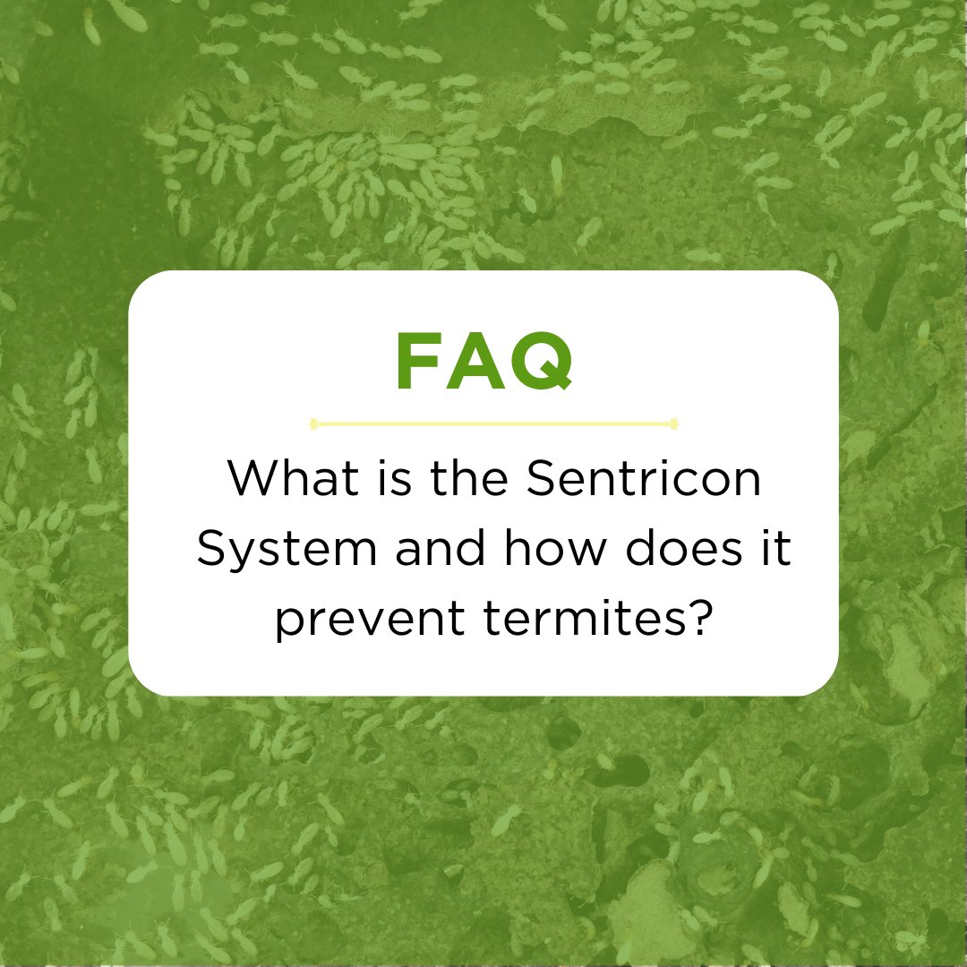 callwaynes's tweet image. Have you ever been curious about the science behind our termite protection? Our Waynes technicians are ready to serve you and answer all your termite questions - contact us today. bit.ly/3KanP4q 

#CallWaynes #TackleTermites #TermiteProtection
