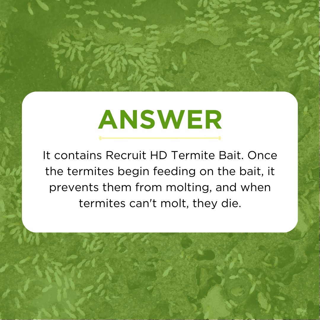 callwaynes's tweet image. Have you ever been curious about the science behind our termite protection? Our Waynes technicians are ready to serve you and answer all your termite questions - contact us today. bit.ly/3KanP4q 

#CallWaynes #TackleTermites #TermiteProtection