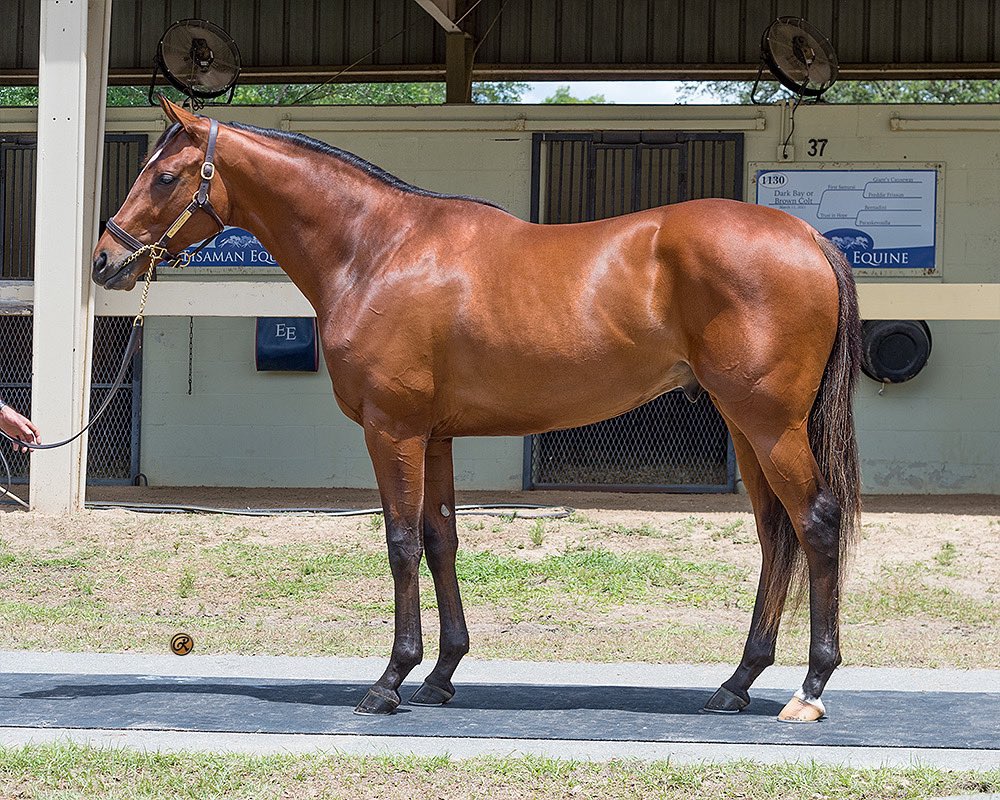 reredevaux's tweet photo. Itβs been a busy and productive week for our team. We were lucky to bring home 6 new prospects for our clients. Welcome to team #teamcd hips 19,64,703,722,979,1157. Thankful for the countless hours and hard work from Team Ingordo Bloodstock. https://t.co/mhSKMrqfYx