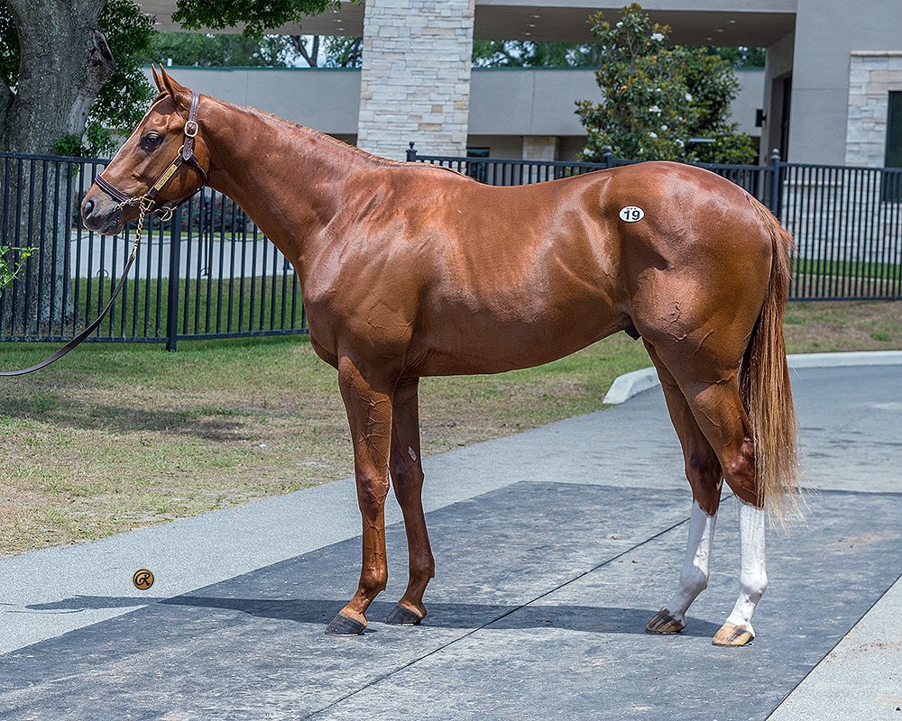 reredevaux's tweet photo. Itβs been a busy and productive week for our team. We were lucky to bring home 6 new prospects for our clients. Welcome to team #teamcd hips 19,64,703,722,979,1157. Thankful for the countless hours and hard work from Team Ingordo Bloodstock. https://t.co/mhSKMrqfYx