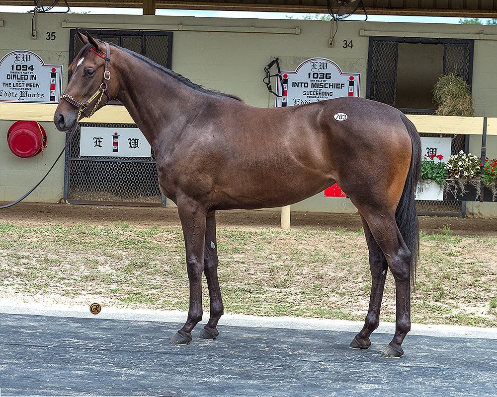 reredevaux's tweet photo. Itβs been a busy and productive week for our team. We were lucky to bring home 6 new prospects for our clients. Welcome to team #teamcd hips 19,64,703,722,979,1157. Thankful for the countless hours and hard work from Team Ingordo Bloodstock. https://t.co/mhSKMrqfYx