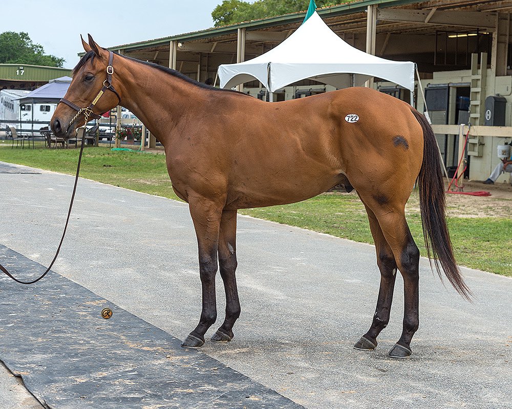reredevaux's tweet photo. Itβs been a busy and productive week for our team. We were lucky to bring home 6 new prospects for our clients. Welcome to team #teamcd hips 19,64,703,722,979,1157. Thankful for the countless hours and hard work from Team Ingordo Bloodstock. https://t.co/mhSKMrqfYx