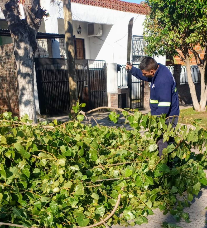 vivientigre's tweet photo. Realizamos raleo de poda baja a nuestros vecinos de la calle Guiraldes en el Barrio San José.
#TigreEsMiVida
@ZamoraJulio https://t.co/w7Qln6IJg6