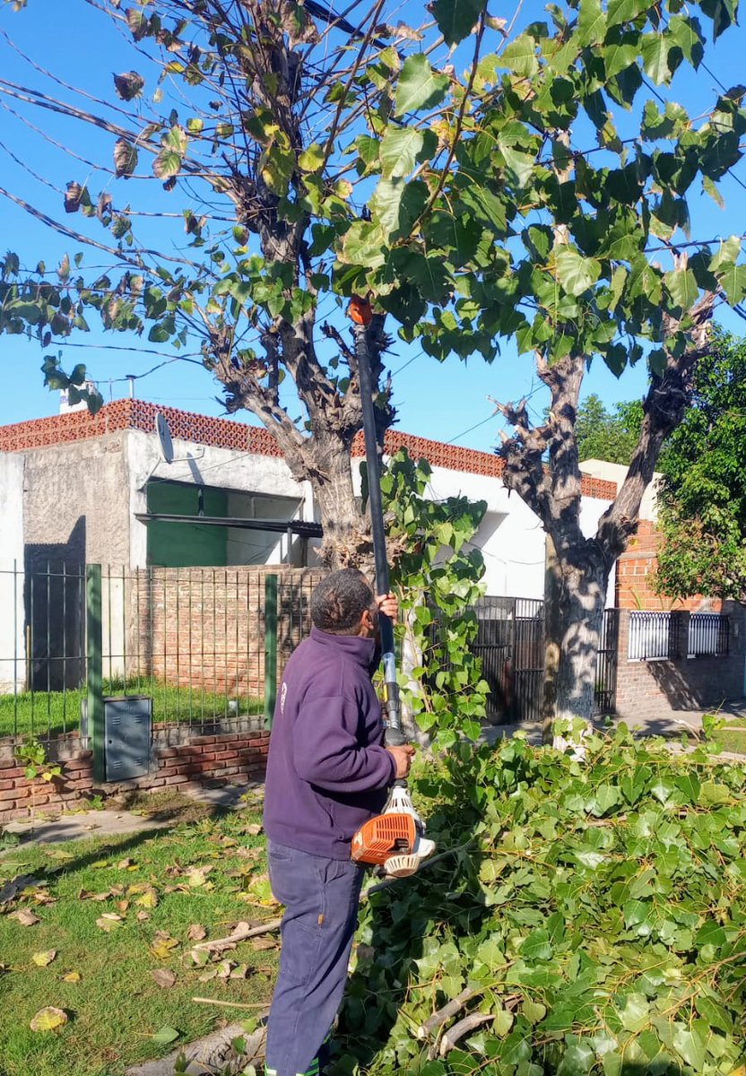 vivientigre's tweet photo. Realizamos raleo de poda baja a nuestros vecinos de la calle Guiraldes en el Barrio San José.
#TigreEsMiVida
@ZamoraJulio https://t.co/w7Qln6IJg6