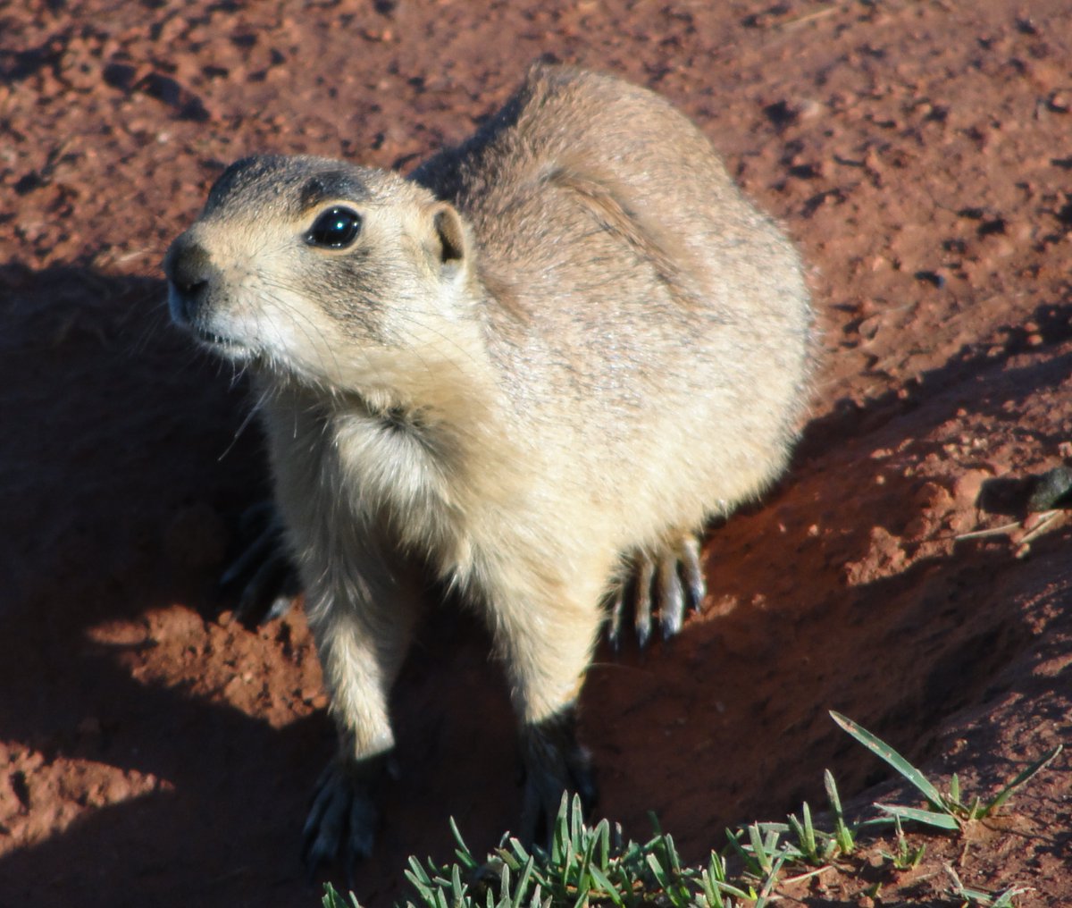 HWI_Utah's tweet photo. As part of their celebration of their 100th YEAR, Bryce Canyon is celebrating their wildlife. One species in particular is taking the spotlight. Join us in Bryce Canyon on May 11th for Utah Prairie Dog Day. Follow this link for more info: https://t.co/unGhdPIL25 https://t.co/m7IulgD76N