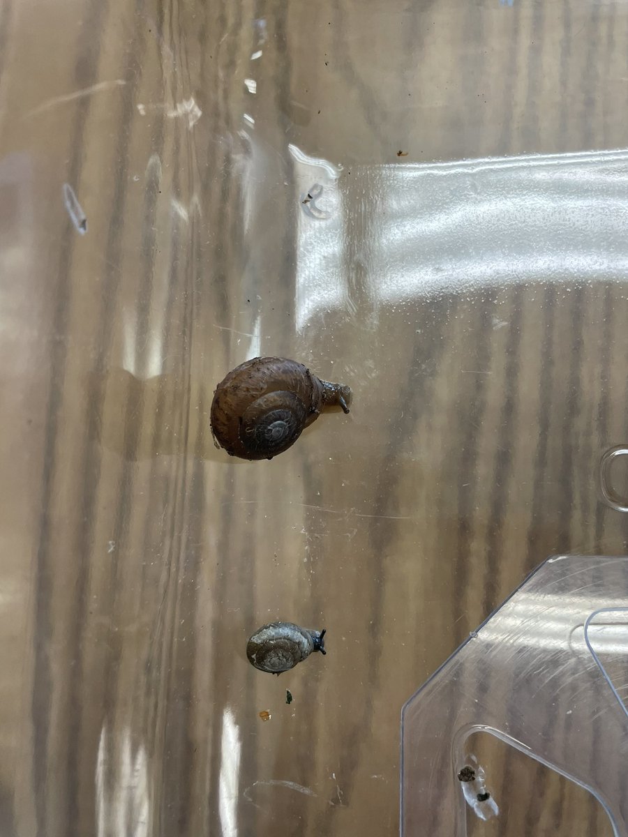 MissHKinder's tweet photo. Super snails! 🐌 https://t.co/nwnQldbIaf