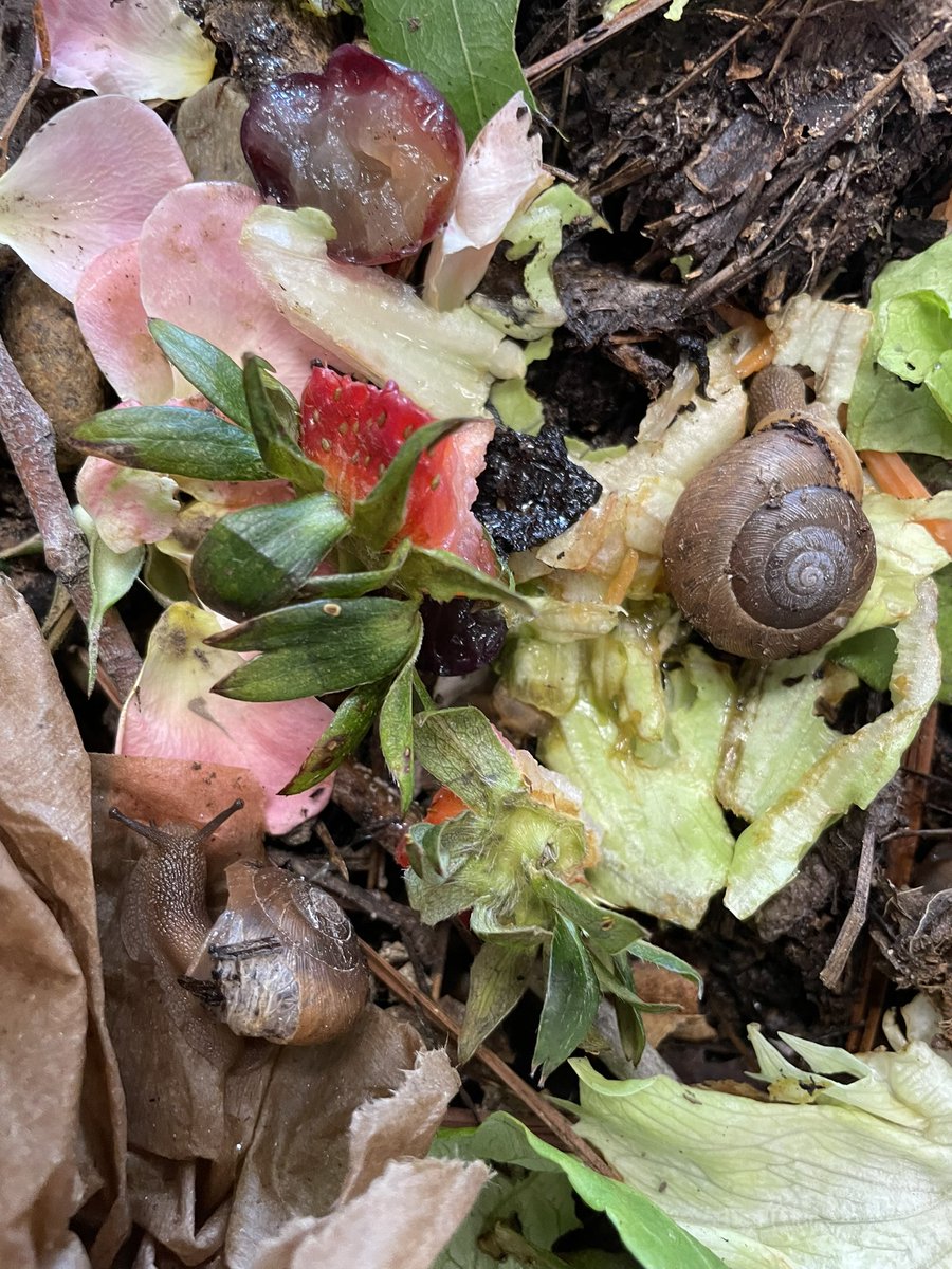 MissHKinder's tweet photo. Super snails! 🐌 https://t.co/nwnQldbIaf