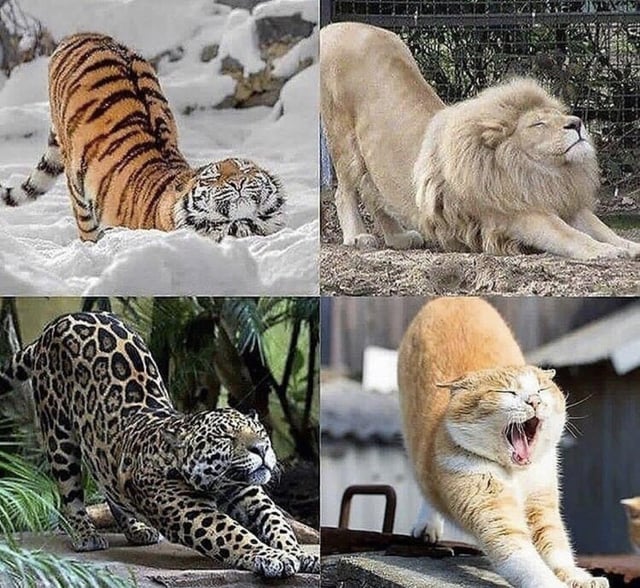 _B___S's tweet photo. No matter the size of the cat, the “Kitty Stretch” remains the same. https://t.co/CLMdeygw4L