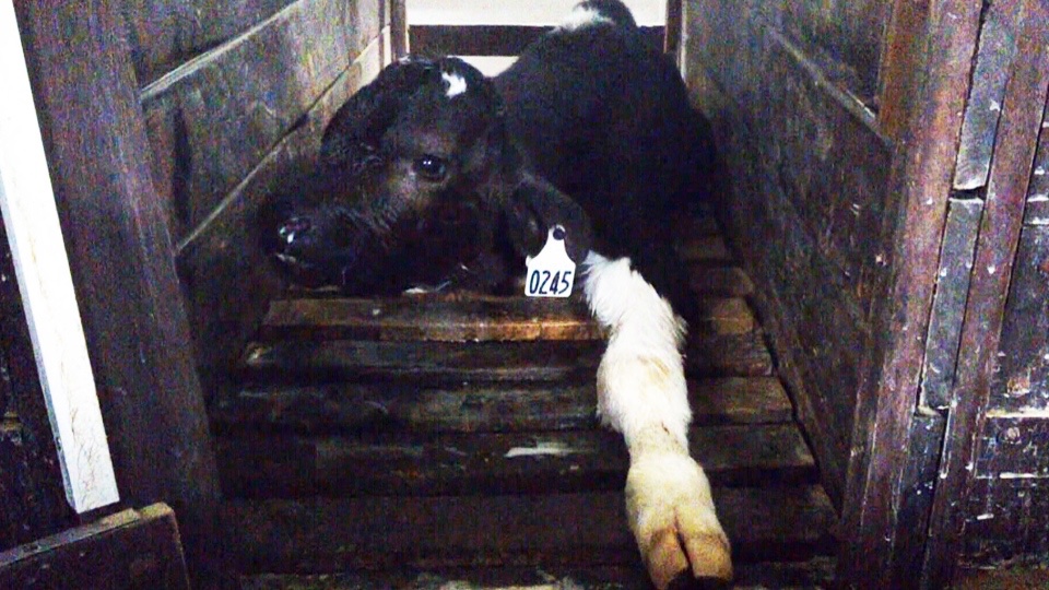 Son_of_Space's tweet photo. You can of course use your intelligence to rationalise the abhorrent cruelty that exploited animals routinely undergo. But why use your cognitive abilities to attempt to justify what you know on an instinctive level is actually morally repugnant? 

#BeVegan https://t.co/ItOVwiEBW7