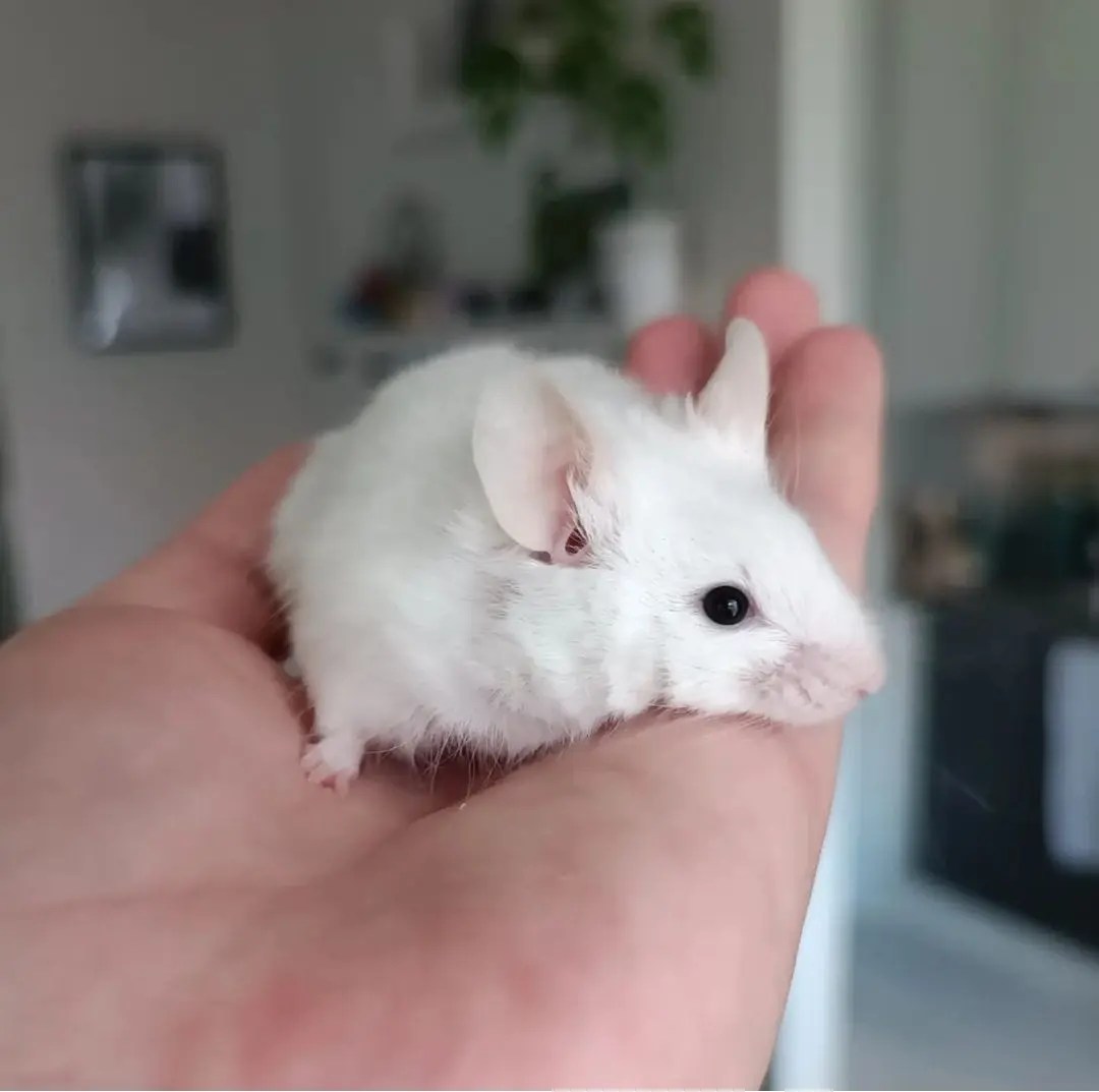 PDK Sideral ya no 22-0 tweet media